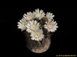 Gymnocalycium michoga 270